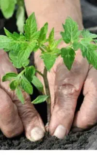 نشا گوجه