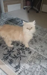 گربه پرشین ماده