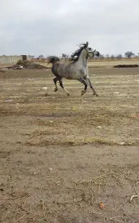 یک راس مادیان همراه با کره مادیان سه ساله