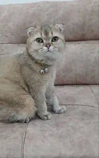 گربه نژاد برتیش ، اسکاتیش نر ۶ ماهه
