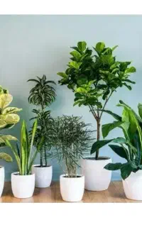 راهنمایی میکنم
