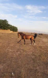 نژاد ترکمن نریون 4 ساله