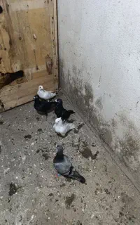 کفتر پرشی و جفتگاه