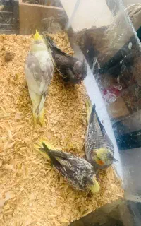 عروس هلندی نرمه خور معاوضه طوطی کوتوله روی تخم