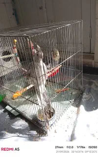 یک جفت عروس هلندی آماده