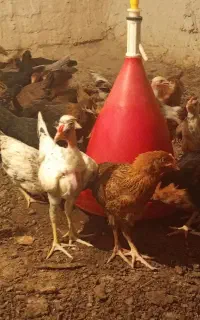 جوجه محلی