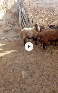 شیشک. داشتی
