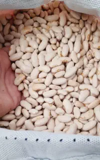 لوبیا کرم