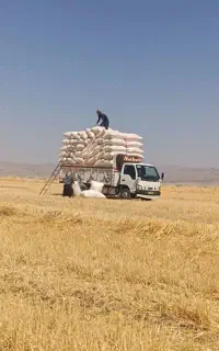 کاه گندم