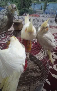 عروس هلندی