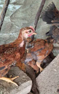 جوجه مرغ ۴۰ روزه