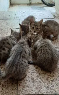 واگذاری گربه دوماهه