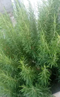 گیاه دارویی