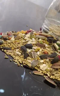 مخلوط کبوتری و عروس