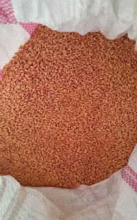 گندم