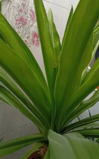 فروش گل