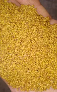 بذریونجه وتخم یونجه پایه بلندهمدانی ماران ورنجر