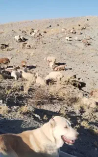 چوپان