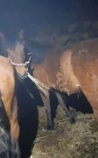 کره اسب مادیان دو سال