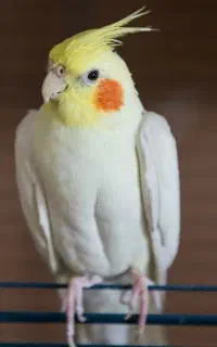 عروس هلندی گمشده