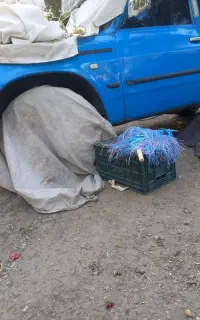 یک نفرنگهبان