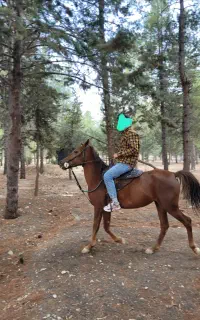 اسب مادیان