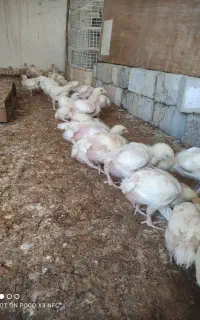 جوجه گوشتی راس 308