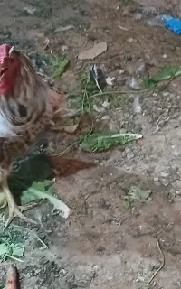 خروس ویاندوت ویک جفت غاز