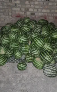 هندوانه گاوی