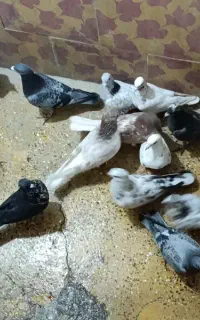 کفتر پرشی مسافتی