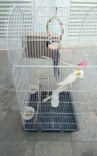 عروس هلندی
