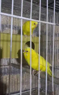 مرغ عشق هلندی