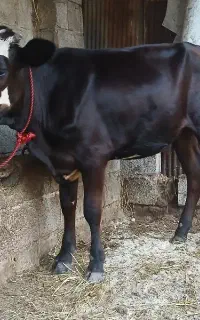 یک عدد ورزا کوله و  یک راس لیشه