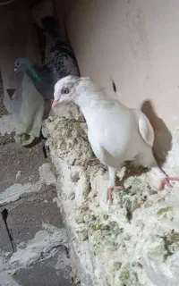 خرگوش معاوضه با هرچیزی