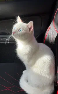 گربه