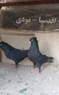 موکت..گوک کلایی