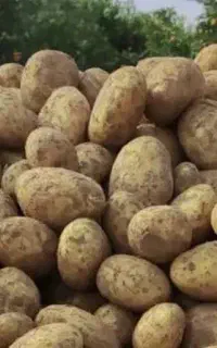 فروش بذر سیب زمینی