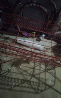 گهواره