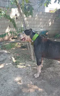سگ پیتبول