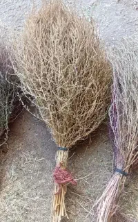 جنس رجه یک امسال
