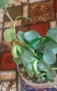 تعدادی‌گل‌به‌فروش‌میرسد