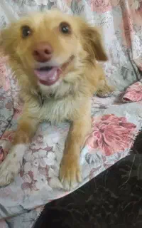 سگ پا کوتاه اشپیتز