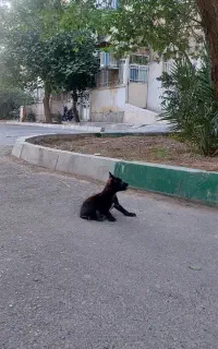 سگ نژاد شی واوا