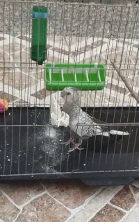 عروس هلندی رام با همه وسایل