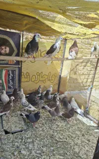 25 عدد کبوتر