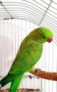 ملنگو رنگ سبز نر و رنگ ابی نر بالغ مست