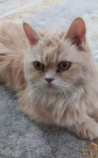 گربه پرشین