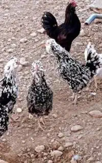 جوجه گلین یک ماهه
