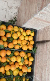 نارنگی ژاپنی