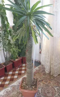گل وگیاه